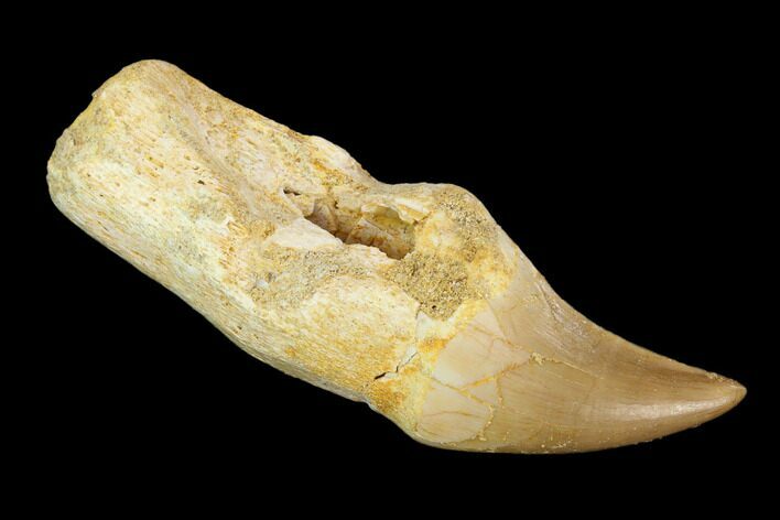 Fossil Rooted Mosasaur (Halisaurus) Tooth - Morocco #117022